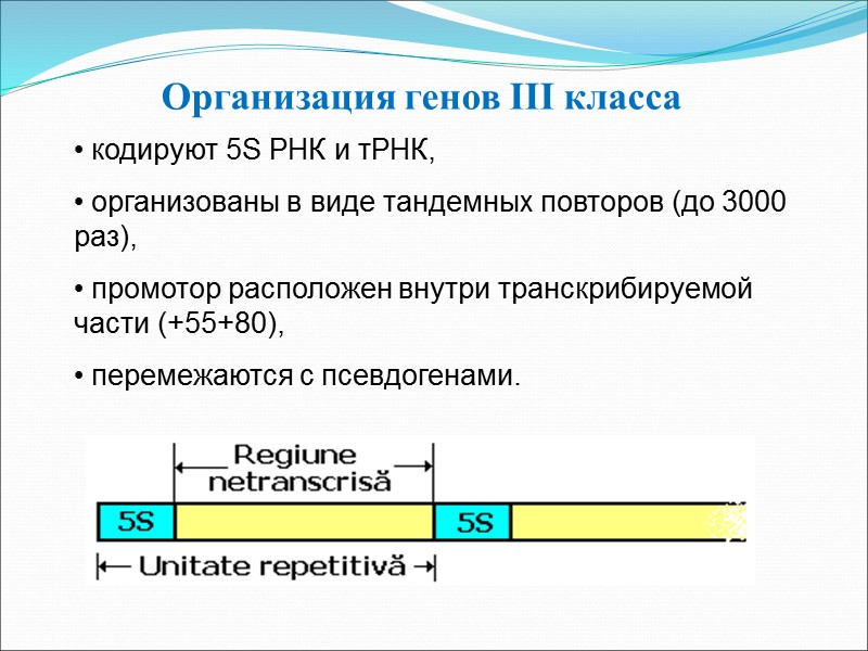 Организация генов III класса  кодируют 5S РНК и тРНК,  организованы в виде